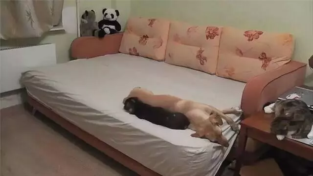 貓狗趁主人不在家都做了什麼?主人看完忍不住流淚