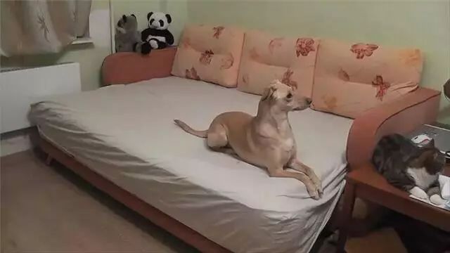 貓狗趁主人不在家都做了什麼?主人看完忍不住流淚