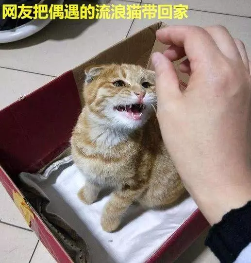 男子在樓下撿了只貓,女友見後兩眼發光:這種貓你也能撿到?