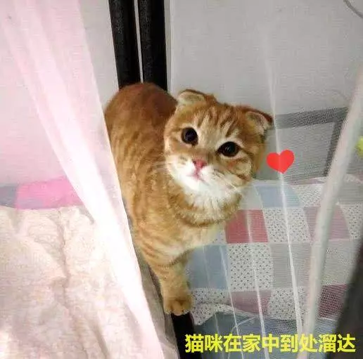 男子在樓下撿了只貓,女友見後兩眼發光:這種貓你也能撿到?