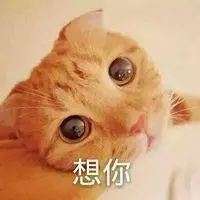 男子在樓下撿了只貓,女友見後兩眼發光:這種貓你也能撿到?