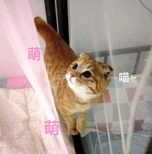 男子在樓下撿了只貓,女友見後兩眼發光:這種貓你也能撿到?