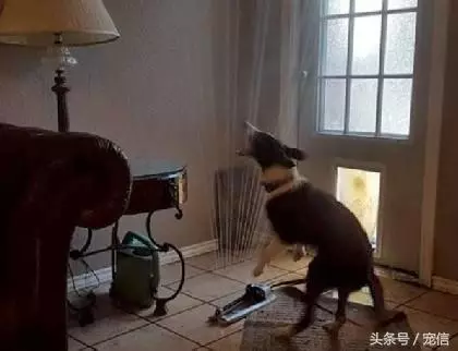 你們養的是小可愛,我養的卻是大傻缺