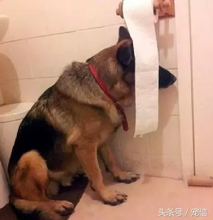 你們養的是小可愛,我養的卻是大傻缺