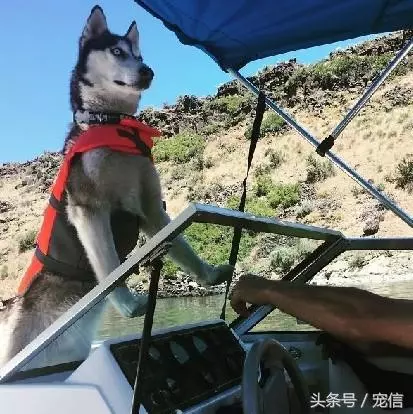 你們養的是小可愛,我養的卻是大傻缺
