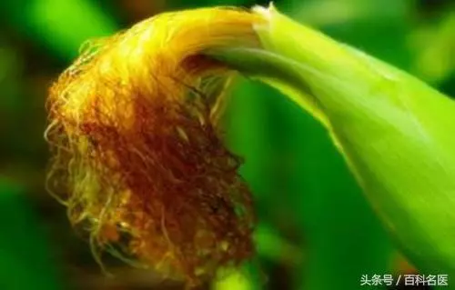 這茶可以輔助治療多種慢性病!「玉米須茶」,應該怎么喝才有用?