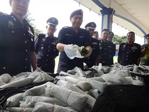家家戶戶都有「葛冬葉」 濫用情況太嚴重!