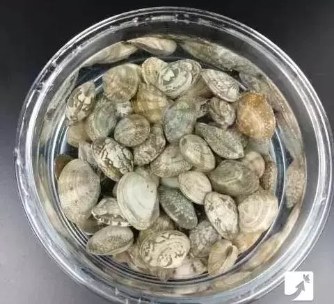 喜歡吃螺的 2分鐘讓海螺、田螺迅速把沙土吐乾淨，趕緊學起來