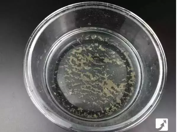 喜歡吃螺的 2分鐘讓海螺、田螺迅速把沙土吐乾淨，趕緊學起來