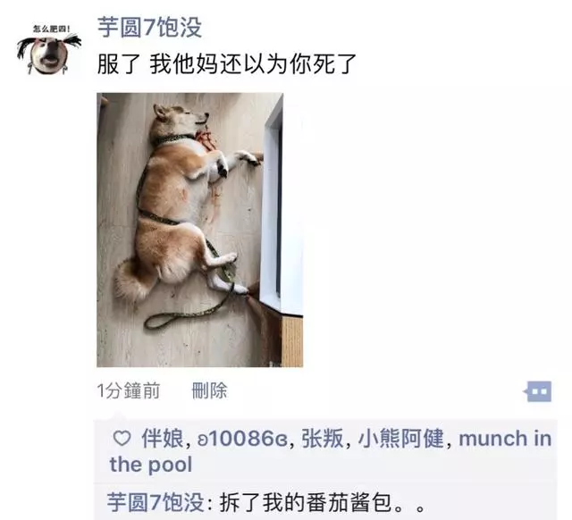 以為狗死了主人急哭,卻看到柴犬不懷好意的笑容,真是戲精