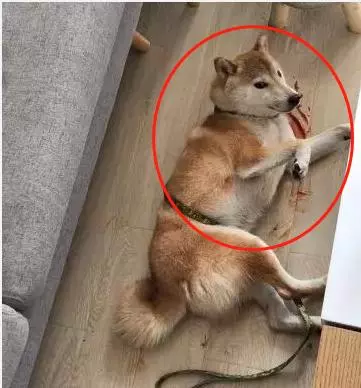 以為狗死了主人急哭,卻看到柴犬不懷好意的笑容,真是戲精
