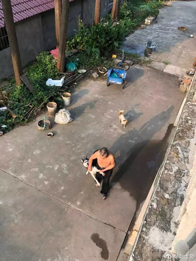 被主人扶回家,看著尾隨而來的狗狗,二哈著急了:過幾天再找你