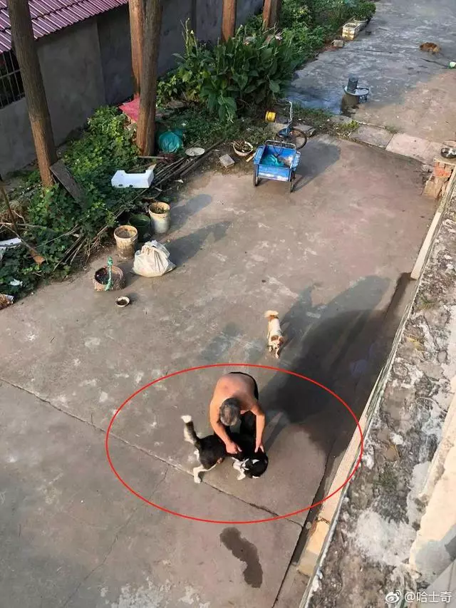 被主人扶回家,看著尾隨而來的狗狗,二哈著急了:過幾天再找你