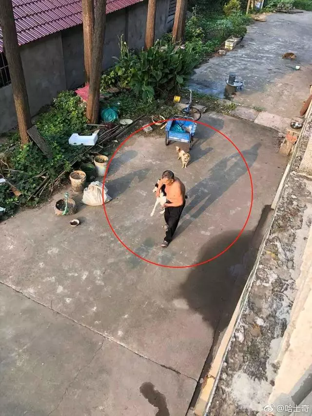 被主人扶回家,看著尾隨而來的狗狗,二哈著急了:過幾天再找你