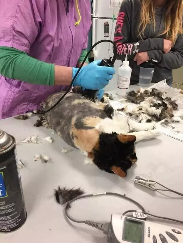 喂食的流浪貓咪從不與人親近,好奇躲起來一瞧:那是九尾貓妖嗎?