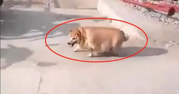 養在父母家三個月的柴犬,回來看到胖的像頭豬