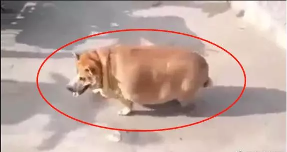 養在父母家三個月的柴犬,回來看到胖的像頭豬