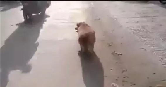 養在父母家三個月的柴犬,回來看到胖的像頭豬