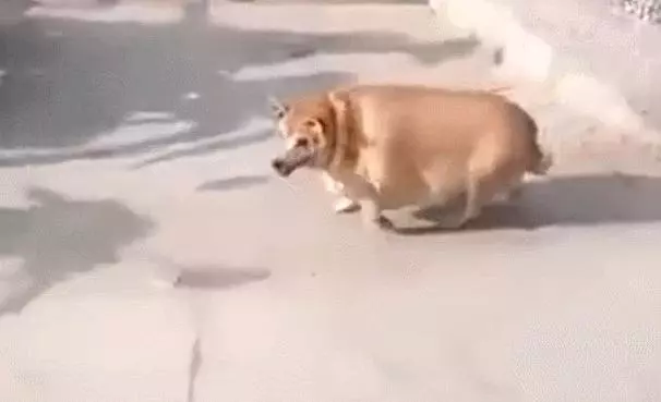 養在父母家三個月的柴犬,回來看到胖的像頭豬