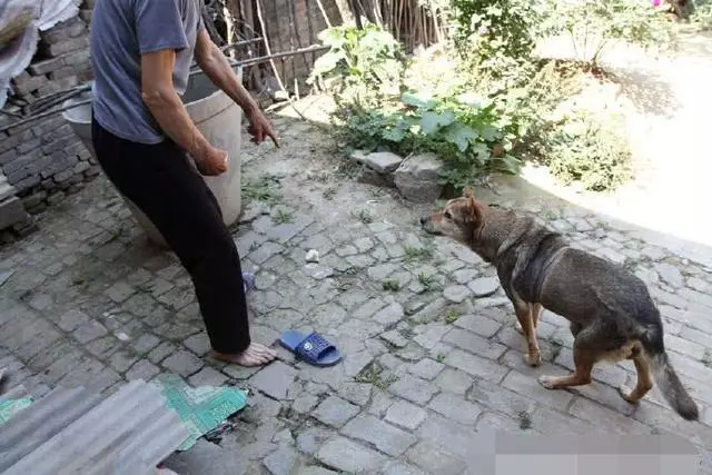 十五年的老狗得了癌症,主人做出的舉動溫暖人心