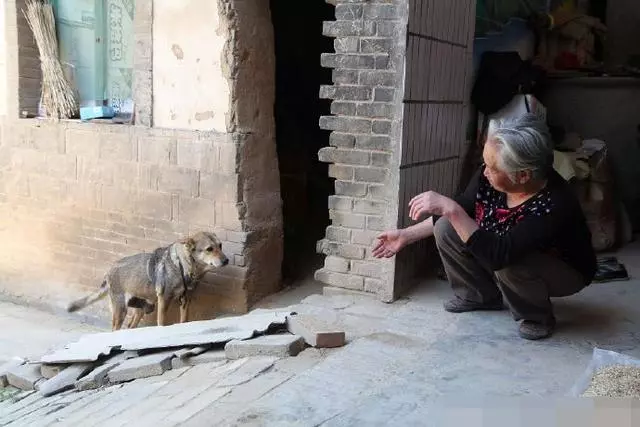 十五年的老狗得了癌症,主人做出的舉動溫暖人心