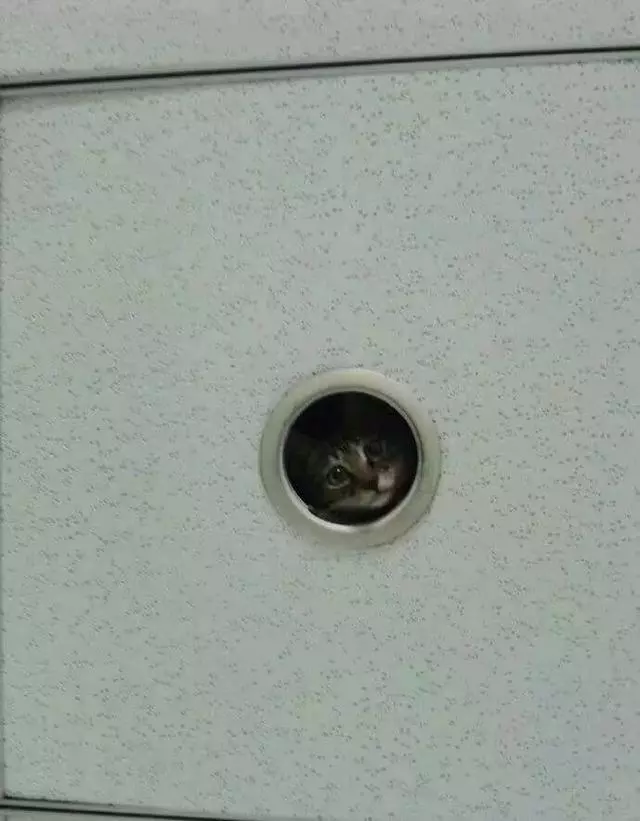 貓咪在學校走丟了,隔天上課看到天花板探出小腦袋