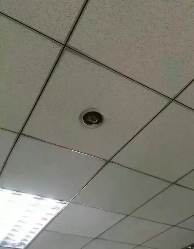 貓咪在學校走丟了,隔天上課看到天花板探出小腦袋