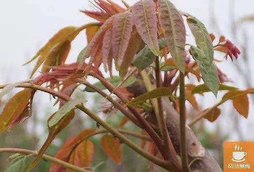 亞洲第一蔬菜!比地瓜葉好十幾倍,降血糖、降血壓、止瀉、止血!不吃虧大了