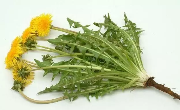 蒲公英被稱為藥草皇后,營養豐富,蒲公英泡水用根好還是葉子好?