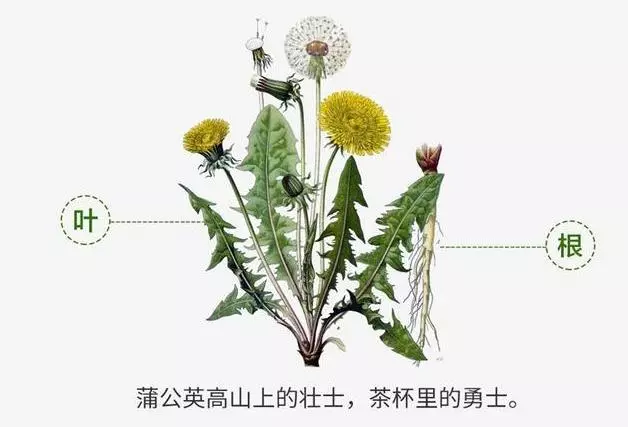 蒲公英被稱為藥草皇后,營養豐富,蒲公英泡水用根好還是葉子好?