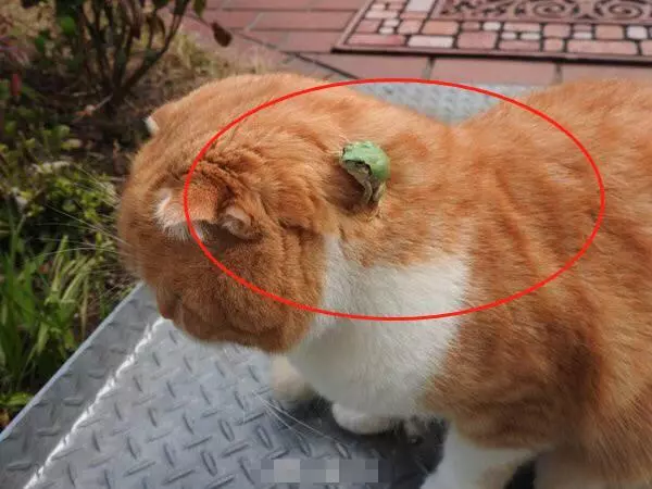 橘貓偶遇青蛙,想用爪子試探卻發現青蛙不見了,主人走近一瞧笑噴