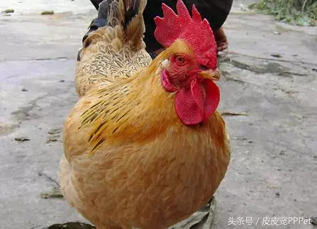 「狗記千,貓記萬」,是什麽意思?