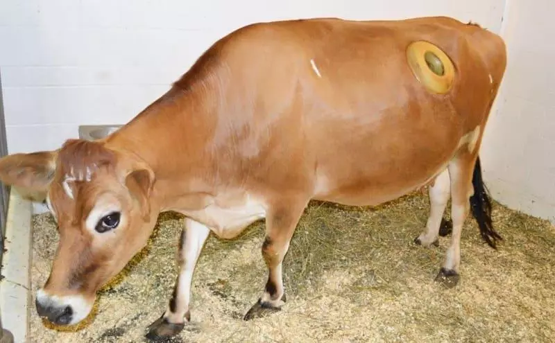 酪農竟然「在乳牛身上挖開大洞」還能讓人伸手進去,當大家質疑這種行為時,他卻說這是「為了乳牛好」?!