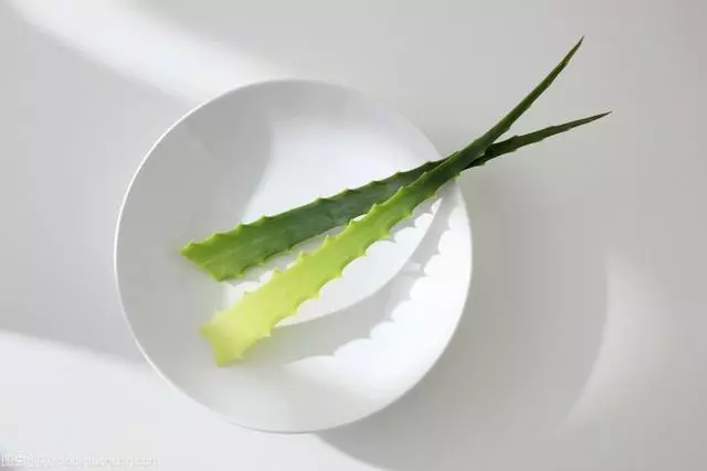 蘆薈的好處多多,別剛養,卻不知道有什麼用途!