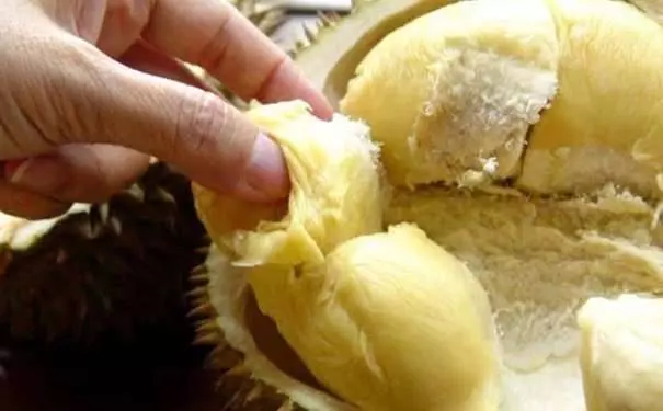 【大馬】【30年榴槤業主:這些榴槤千萬別吃】快看背後竟隱藏那邊多骯髒手段 -