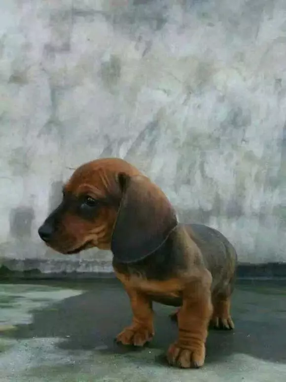 臘腸犬跟著電視畫面去模仿,主人笑噴:這是一隻想當兵的狗