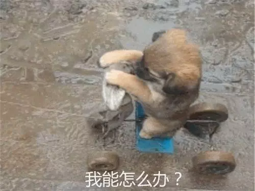 主人自製遛狗車,小土狗乖巧蹲坐著,但表情卻出賣了它