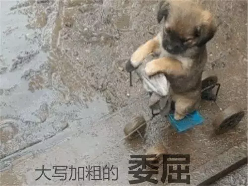 主人自製遛狗車,小土狗乖巧蹲坐著,但表情卻出賣了它
