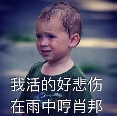 主人自製遛狗車,小土狗乖巧蹲坐著,但表情卻出賣了它