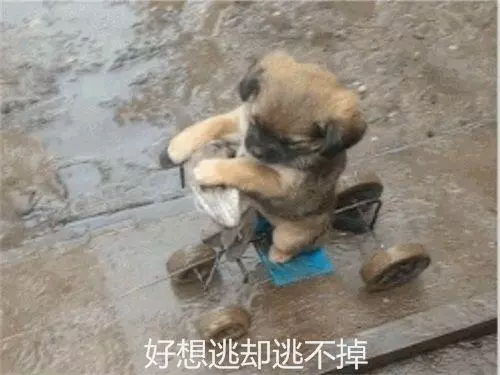 主人自製遛狗車,小土狗乖巧蹲坐著,但表情卻出賣了它