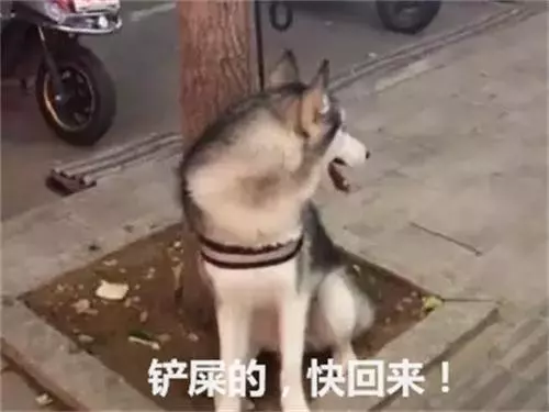 主人去逛超市,將二哈拴在樹上,定睛一看笑出豬叫聲