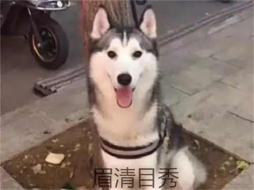 主人去逛超市,將二哈拴在樹上,定睛一看笑出豬叫聲