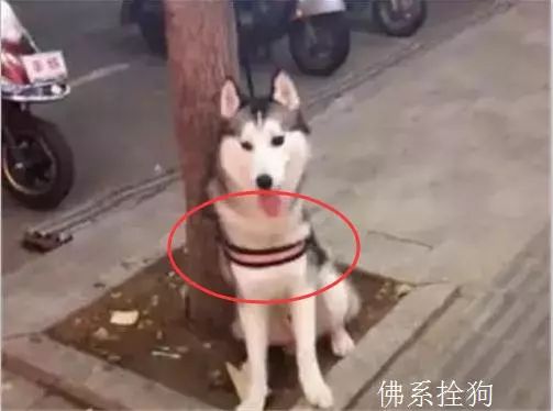 主人去逛超市,將二哈拴在樹上,定睛一看笑出豬叫聲