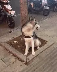 主人去逛超市,將二哈拴在樹上,定睛一看笑出豬叫聲