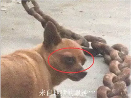 狗子被一百斤大鐵鏈拴住,路人圍觀,網友:這難道是地獄惡犬嗎?
