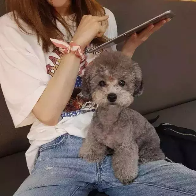 金泰妍,權志龍,WANNA·ONE明星愛犬的面子也太大了