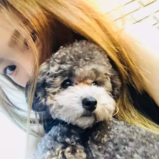 金泰妍,權志龍,WANNA·ONE明星愛犬的面子也太大了