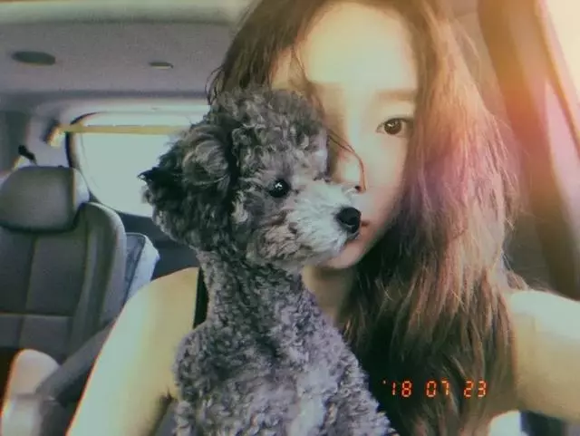 金泰妍,權志龍,WANNA·ONE明星愛犬的面子也太大了