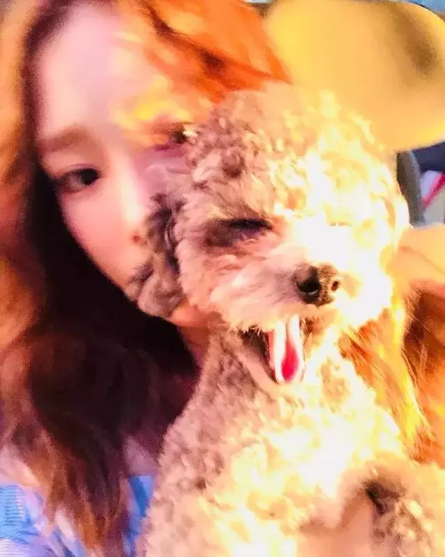 金泰妍,權志龍,WANNA·ONE明星愛犬的面子也太大了