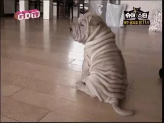金泰妍,權志龍,WANNA·ONE明星愛犬的面子也太大了